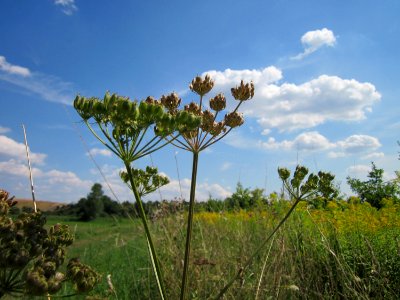 20120813Heracleum_sphondylium9