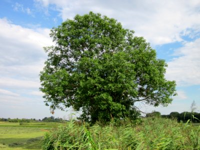 20120815Bach_Leopoldswiesen_Hockenheim23