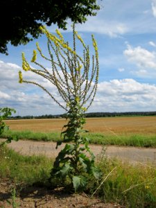 20120731Verbascum_thapsus