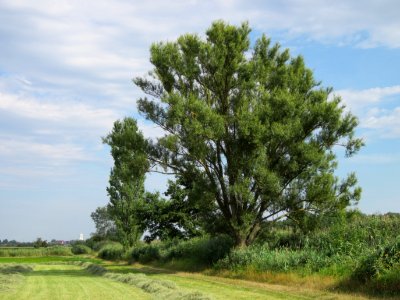 20120815Bach_Leopoldswiesen_Hockenheim08