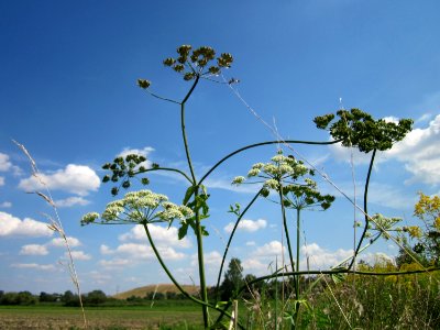20120813Heracleum_sphondylium6