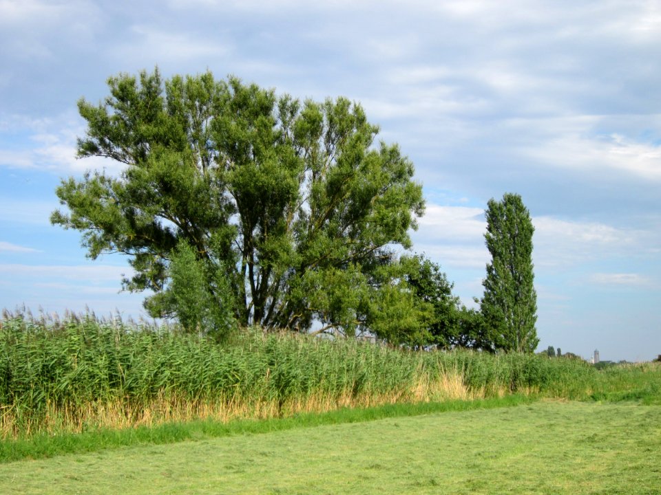 20120815Bach_Leopoldswiesen_Hockenheim12