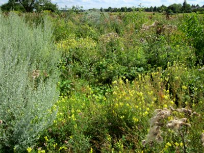 20120731Wiese_Plankstadt02
