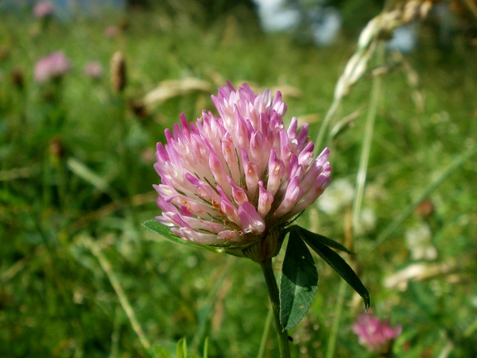 20120703Trifolium_pratense1