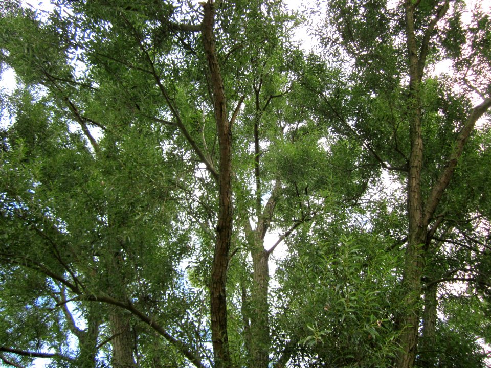 20120815Bach_Leopoldswiesen_Hockenheim04