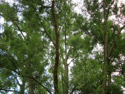20120815Bach_Leopoldswiesen_Hockenheim04