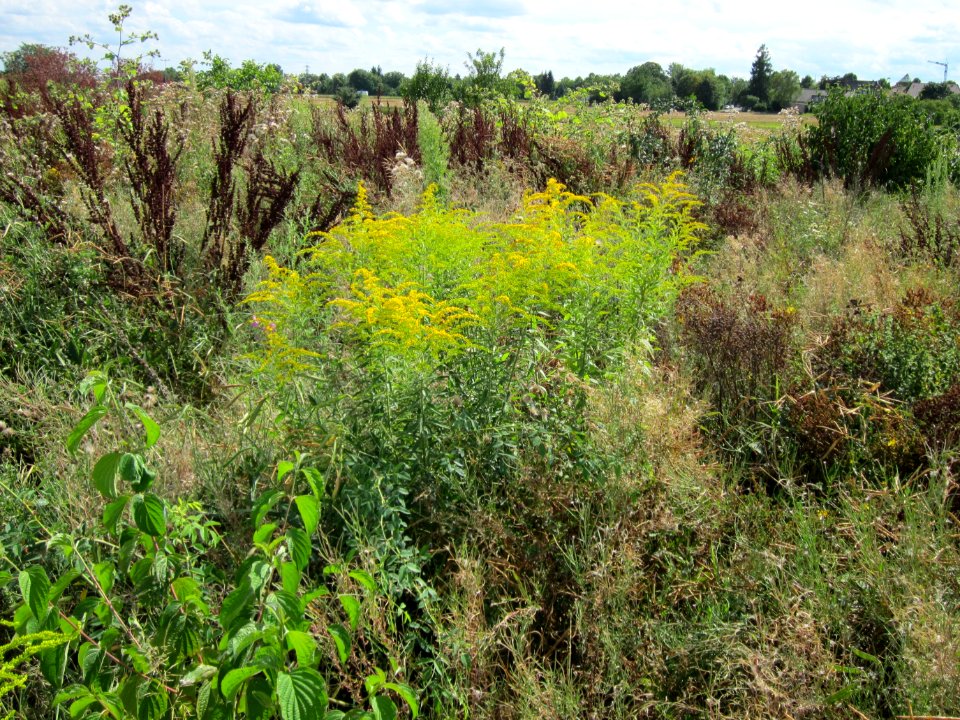 20120731Solidago_canadensis