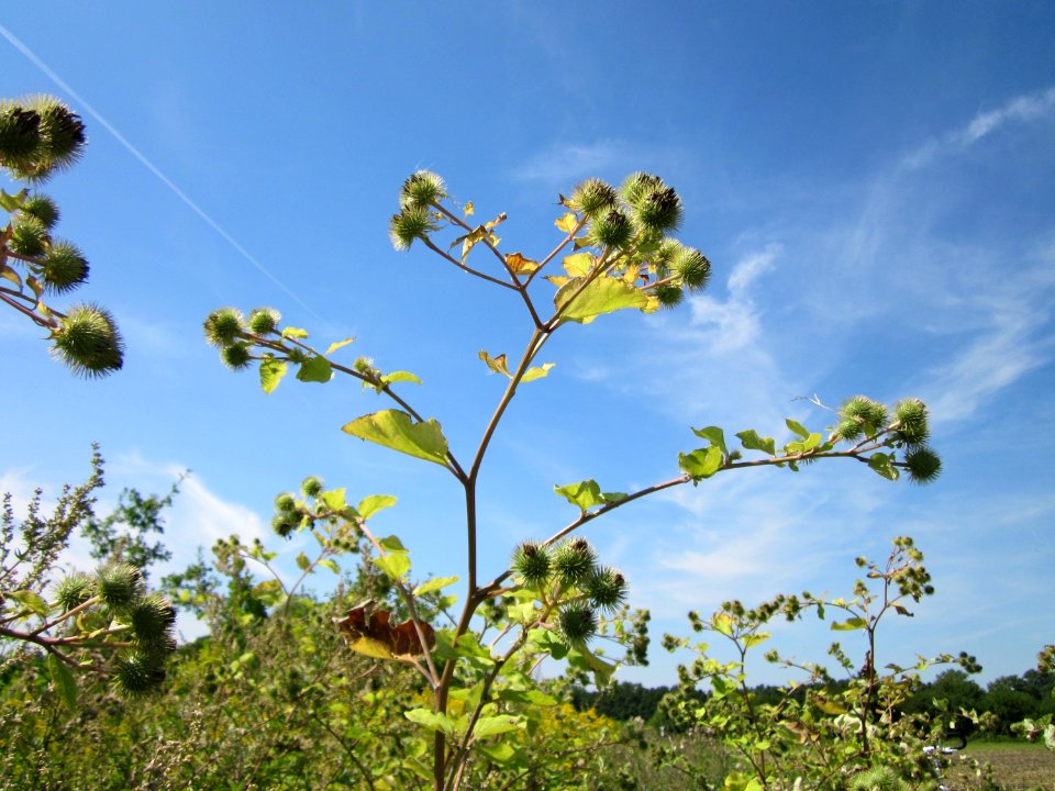 20120813Arctium_lappa4