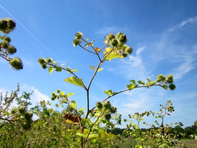 20120813Arctium_lappa4