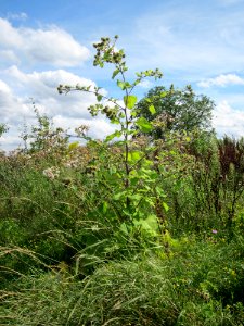 20120731Arctium_lappa1
