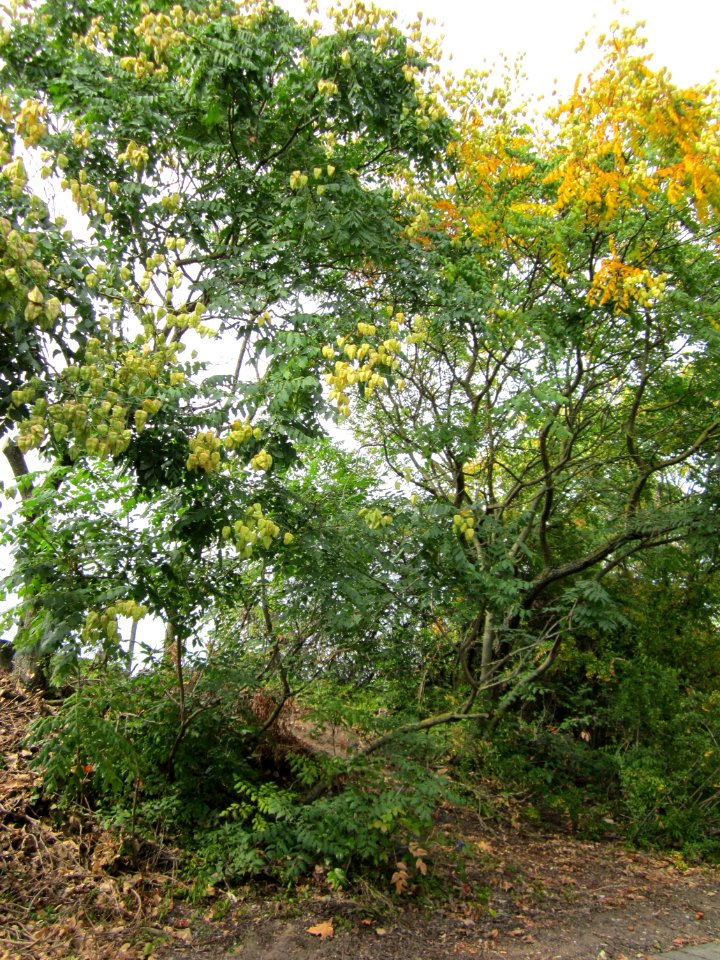 20120814Blasenbaum_Hockenheim1