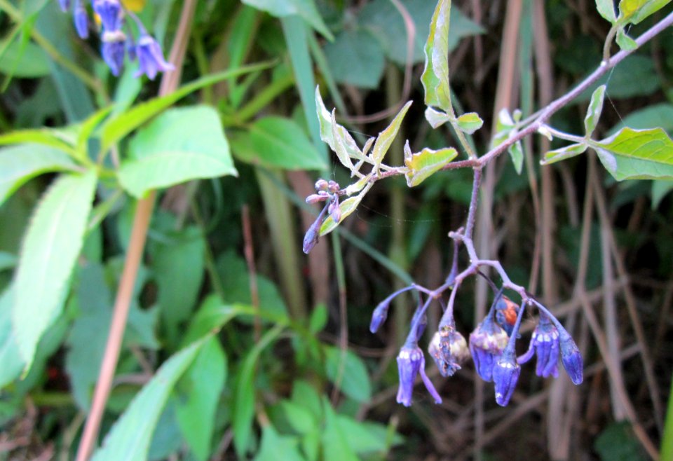 20120812Solanum_dulcamara2