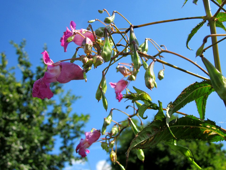 20120813Impatiens_glandulifera8
