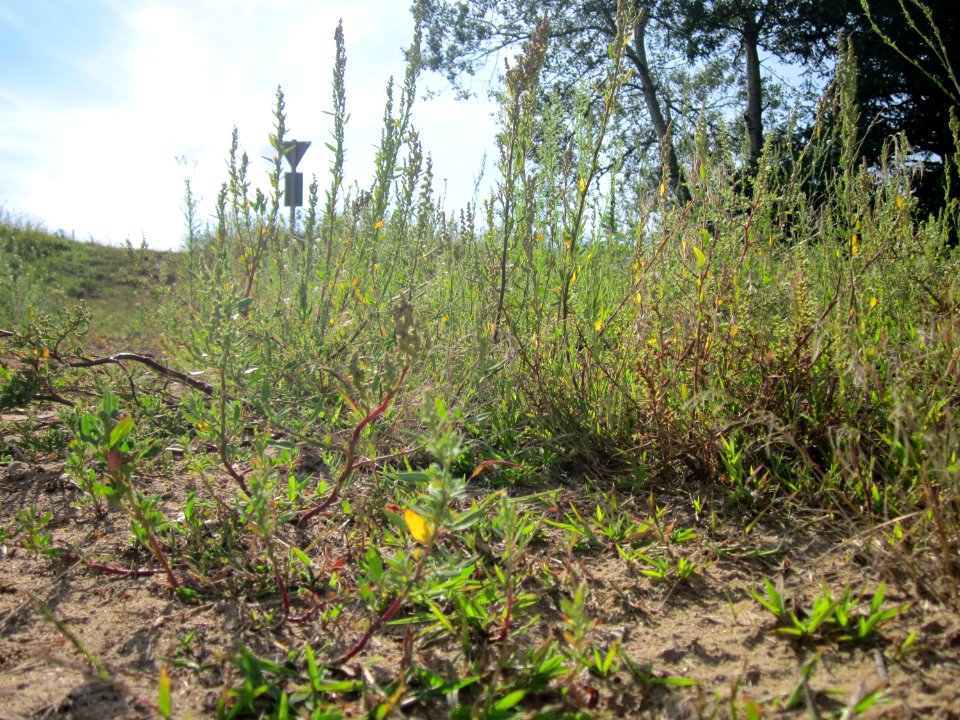 20120731Chenopodium_album6