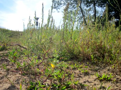 20120731Chenopodium_album6