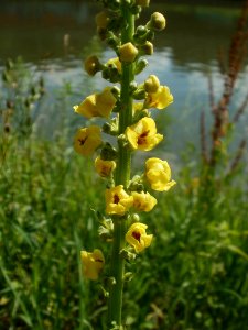 20120703Verbascum_nigrum11