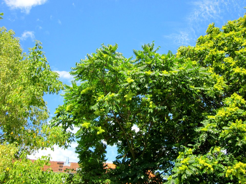 20120815Goetterbaum_Messplatz_Hockenmheim2