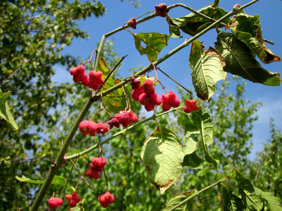20120813Pfaffenhuetchen_Reilingen3