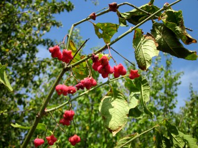 20120813Pfaffenhuetchen_Reilingen3