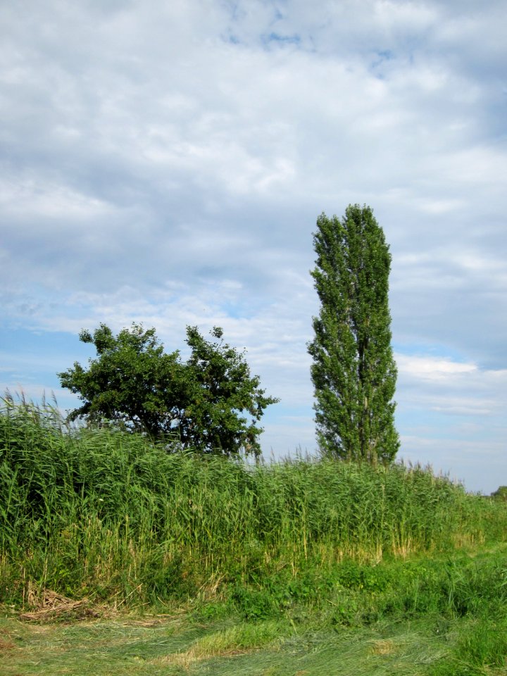 20120815Bach_Leopoldswiesen_Hockenheim28