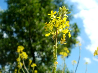 20120703Brassica_nigra6