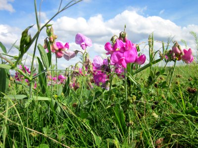 20120731Lathyrus_latifolius10