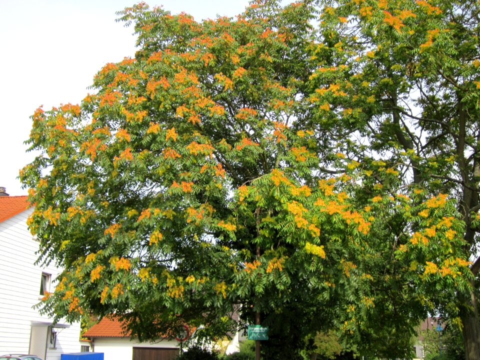20120814Goetterbaum_Hockenheim02