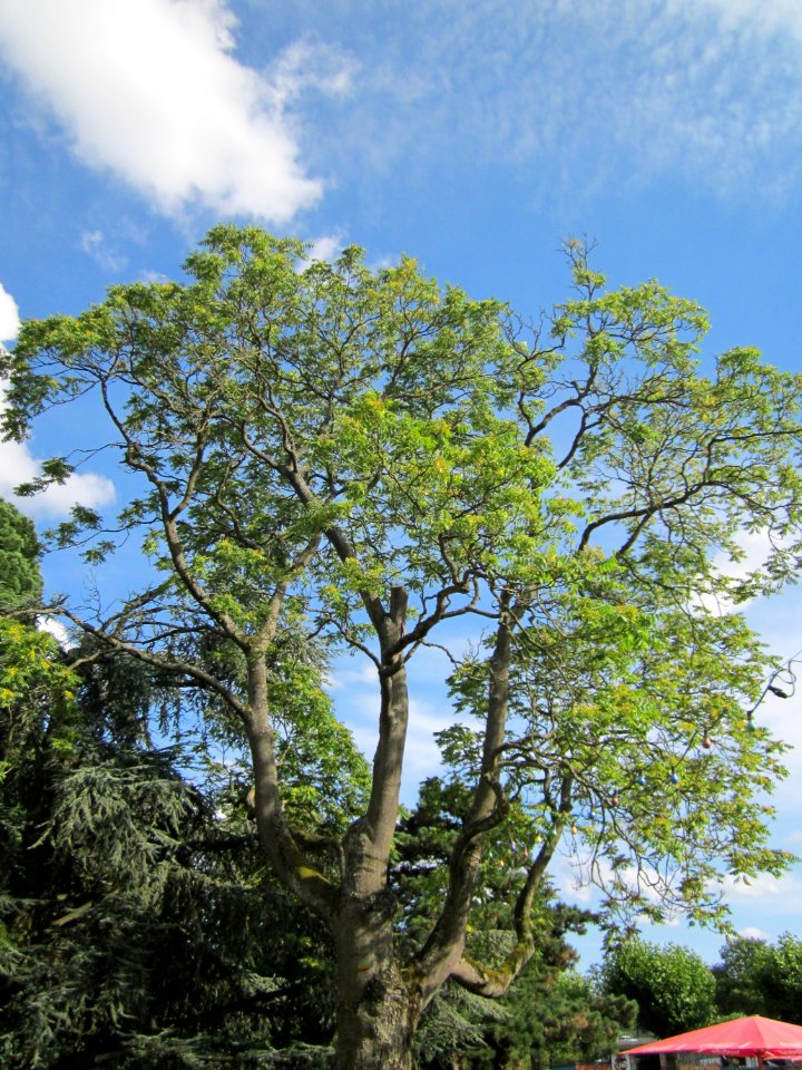 20120807Goetterbaum_Staden_Saarbruecken2