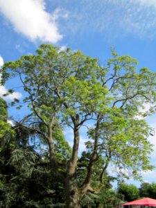 20120807Goetterbaum_Staden_Saarbruecken2