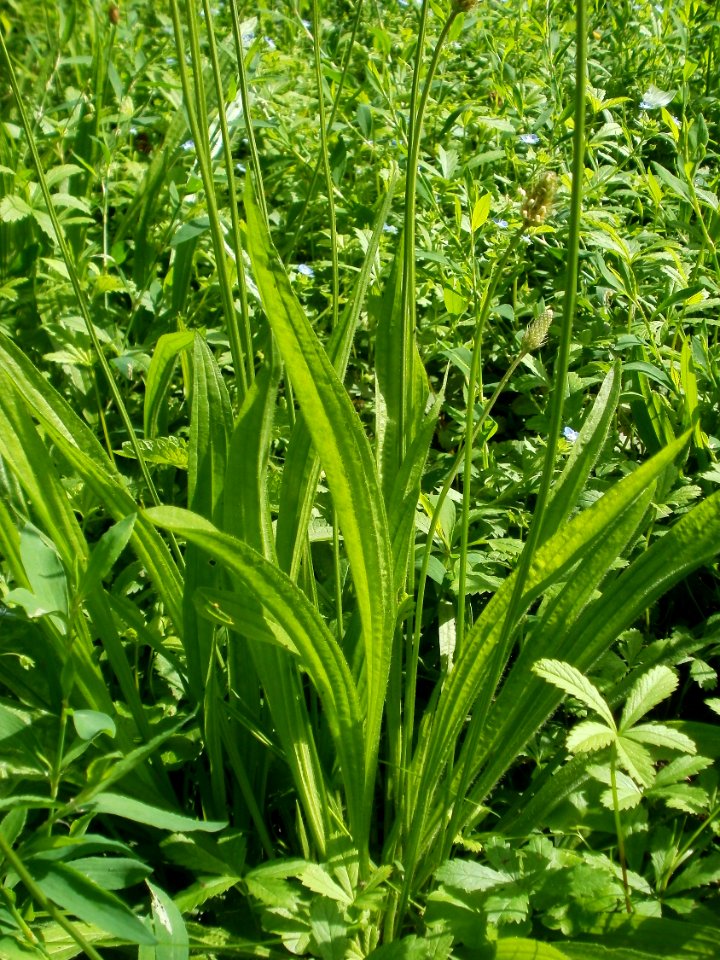 20120629Plantago_lanceolata3