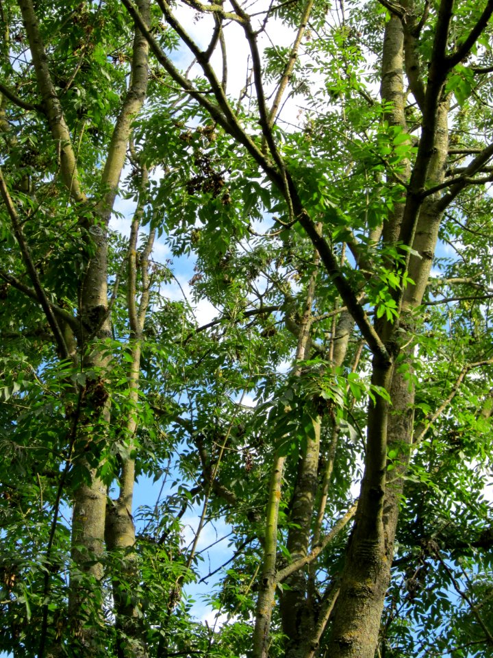 20120807Esche_Saar_Saarbruecken4