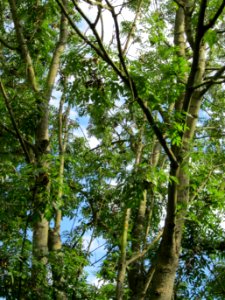 20120807Esche_Saar_Saarbruecken4
