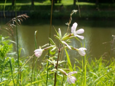 20120703Saponaria_officinalis2