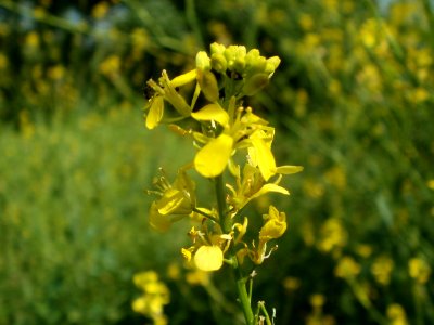 20120703Brassica_nigra5