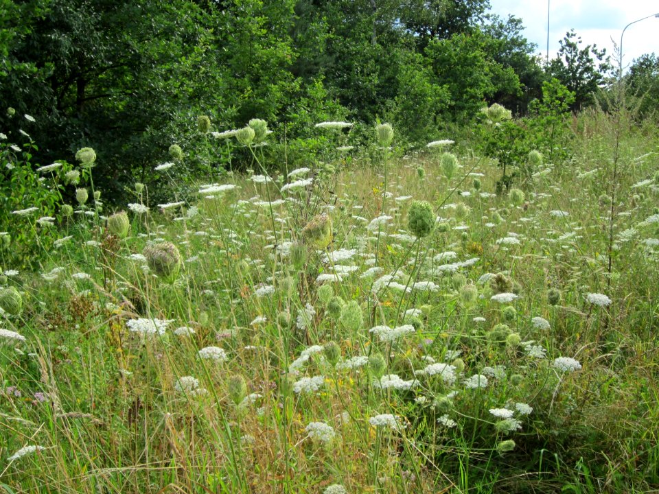 20120805Daucus_carota2