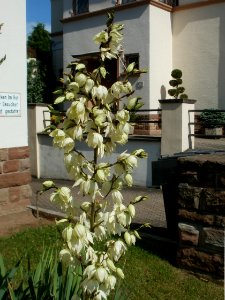 20120703Yucca_gloriosa1