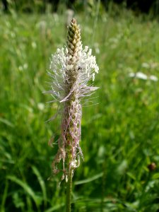 20120629Plantago_media3