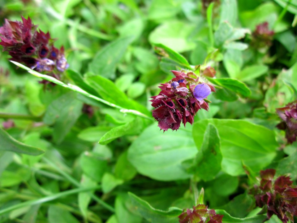 20120714Prunella_vulgaris3