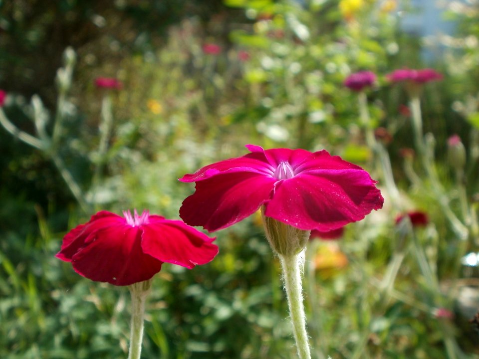 20120703Lychnis_coronaria3