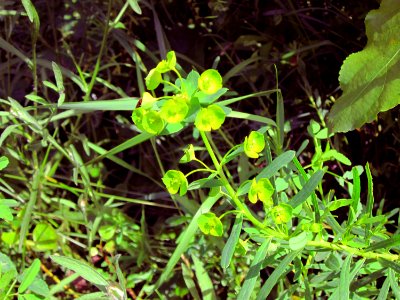 20120714Euphorbia_esula