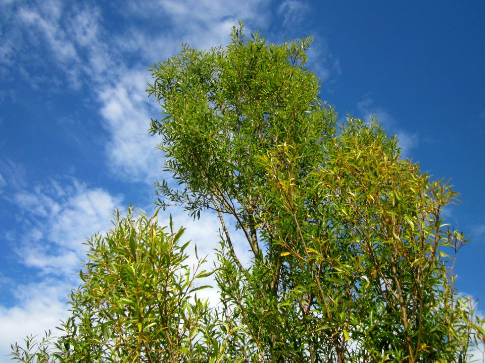 20120815Bach_Leopoldswiesen_Hockenheim20