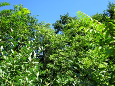 20120801Ailanthus_altissima4 photo