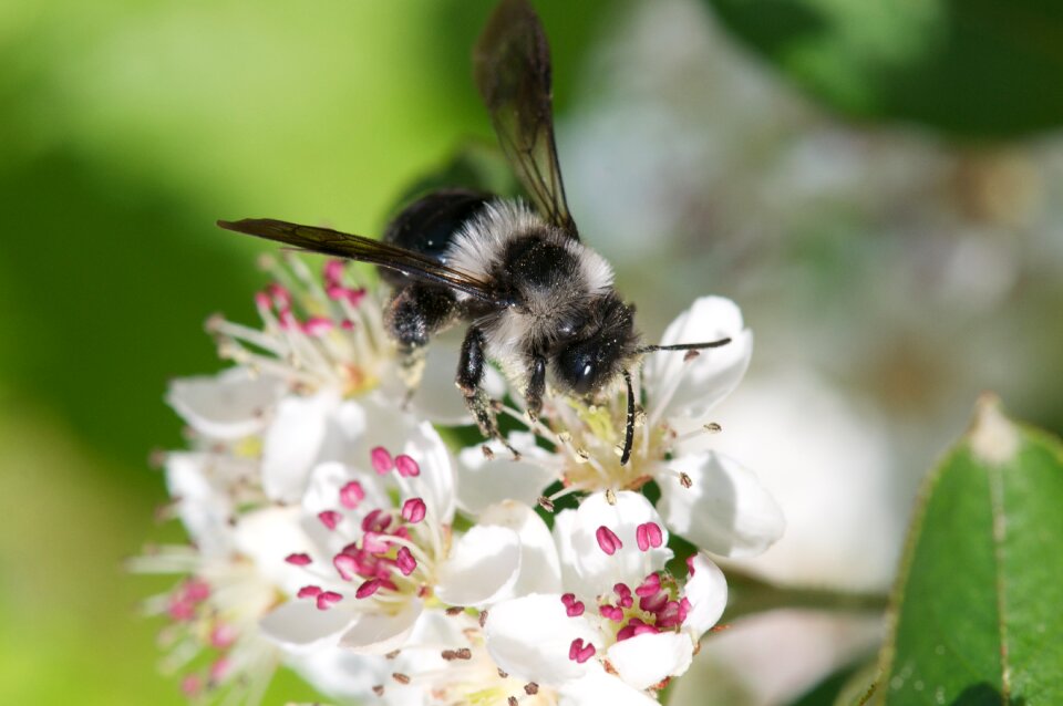 Wild bee fur bee insect
