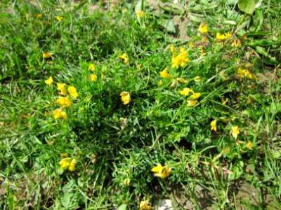 20120714Lotus_corniculatus1