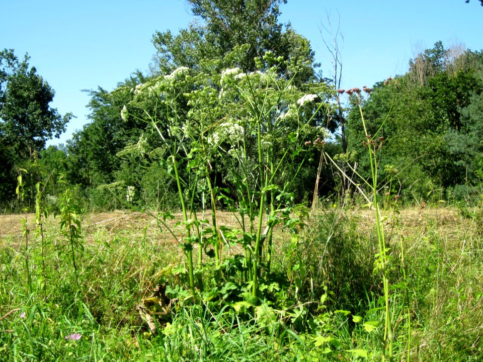 20120801Heracleum_sphondylium1