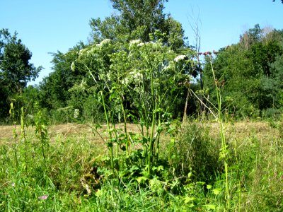 20120801Heracleum_sphondylium1