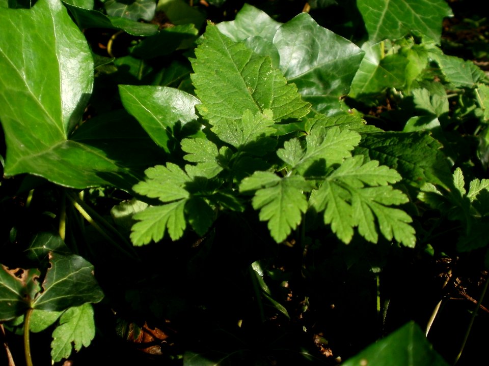 20120701Chaerophyllum_temulum5