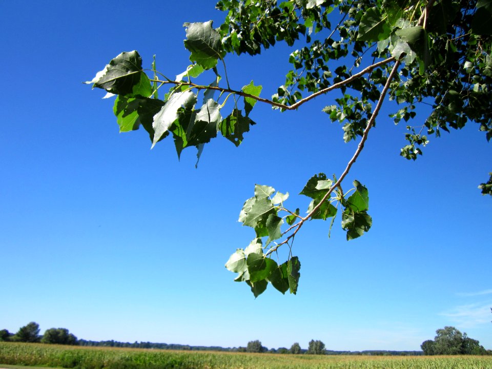 20120818Schwarzpappel_Hockenheim05