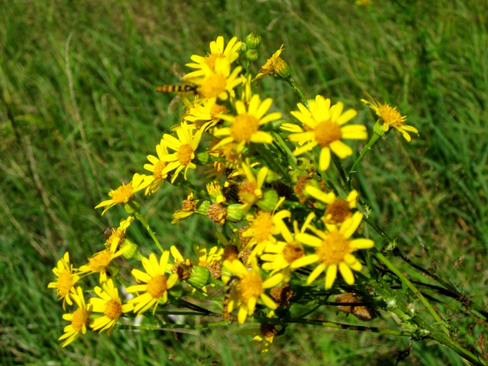 20120715Jacobaea_vulgaris4