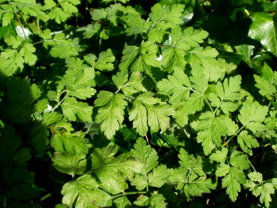 20120701Chaerophyllum_temulum3